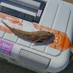 ちょい投げ五目釣り