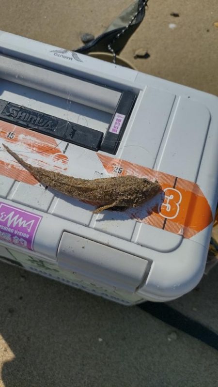 ちょい投げ五目釣り