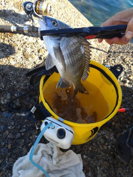 10目まであと1匹足らず…