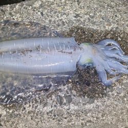 春イカ？終盤戦