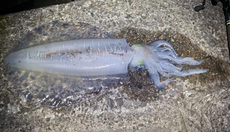 春イカ？終盤戦