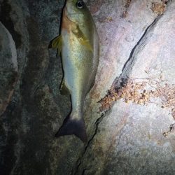 イサキが食べたくて