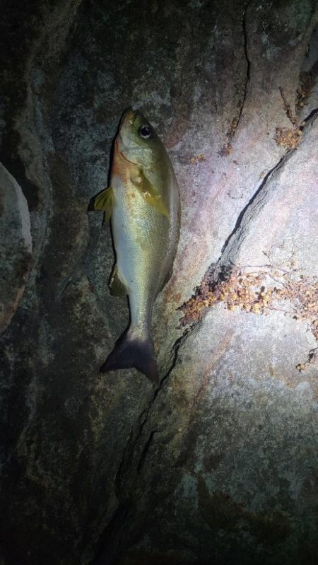 イサキが食べたくて