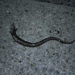 のんびりアナゴ釣り