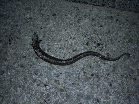 のんびりアナゴ釣り