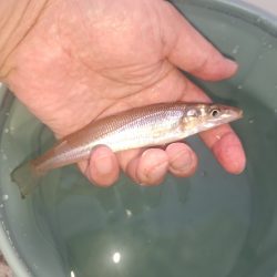 ファミリーフィッシングでキス釣り