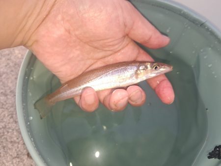 ファミリーフィッシングでキス釣り