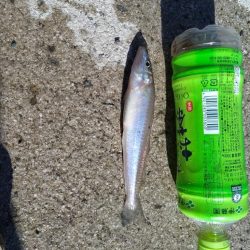 豆アジ、フィーバー