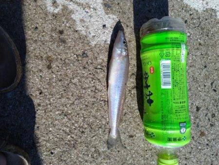 豆アジ、フィーバー