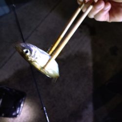 真夏のナイトファミリーフィッシング