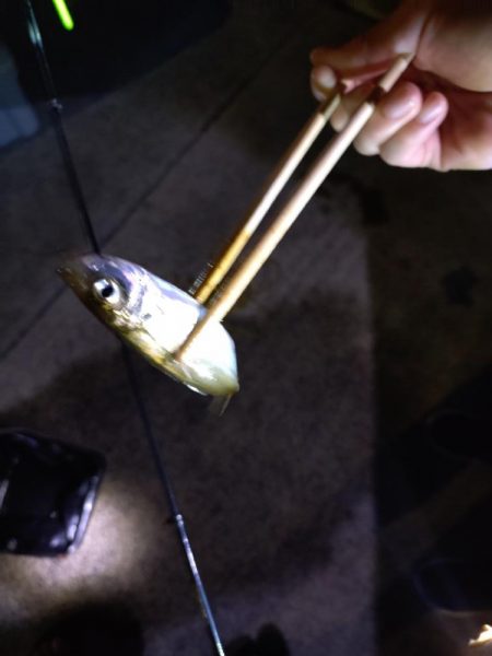 真夏のナイトファミリーフィッシング