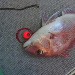 真夏のタイラバ