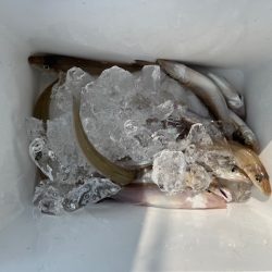 早朝のキス釣り行ってきました