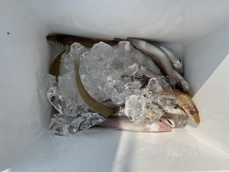 早朝のキス釣り行ってきました