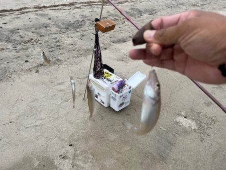 唐津のサーフで釣ってみました