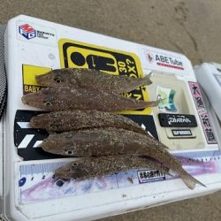 再度、唐津の浜に来てみました