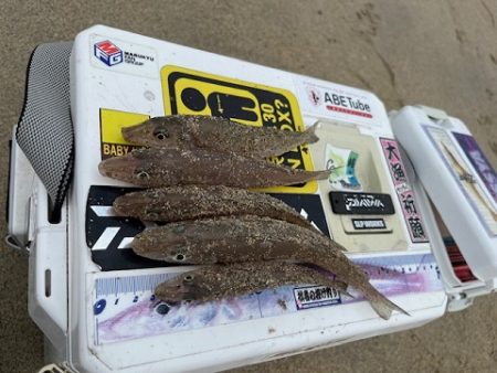 再度、唐津の浜に来てみました