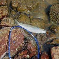 ベイトはたくさん。ボイルもある