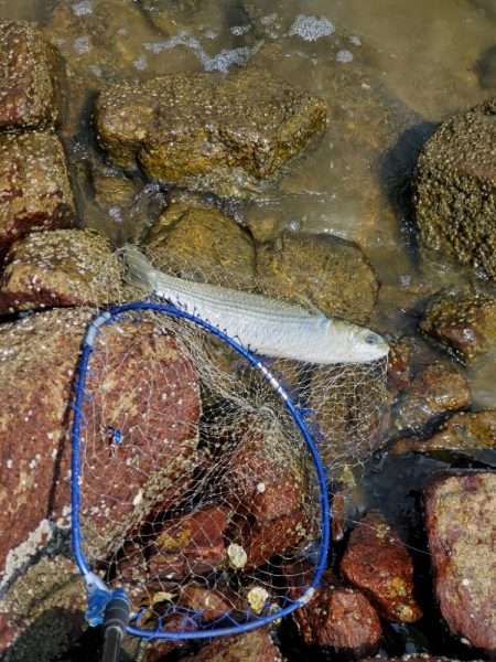 ベイトはたくさん。ボイルもある