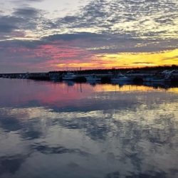 今年初シーバス