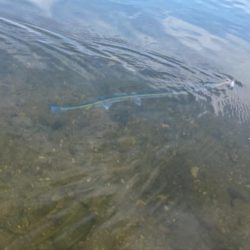 シーバス狙いでしたが