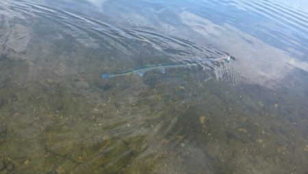 シーバス狙いでしたが