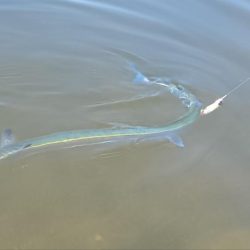 ダツ！ダツ！ダツ！