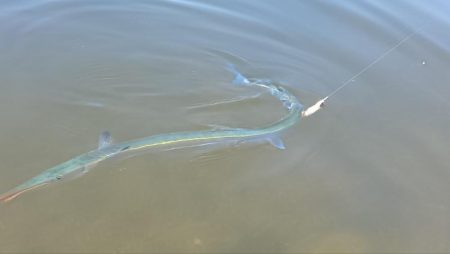 ダツ！ダツ！ダツ！