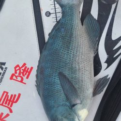 和歌山市江(吉丸渡船)で磯釣り