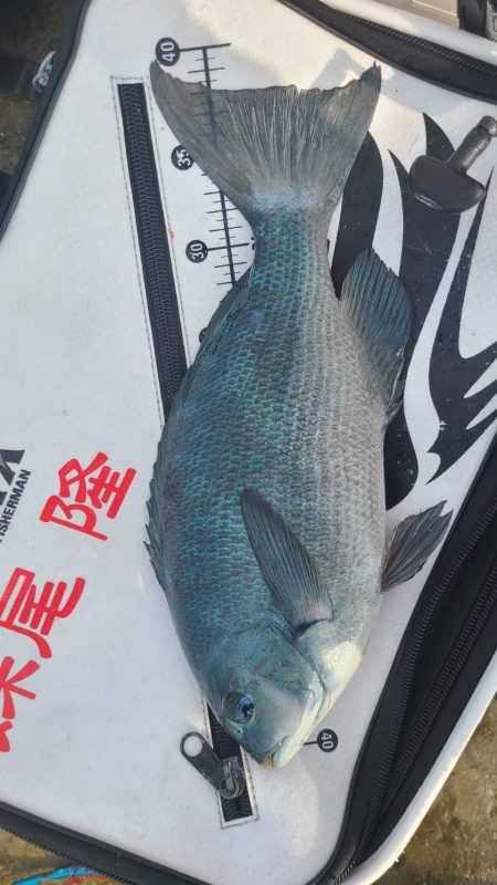 和歌山市江（吉丸渡船）で磯釣り