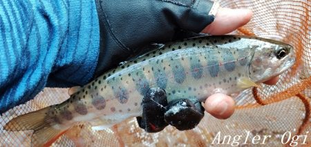 梅雨明け直後の引原川本流。