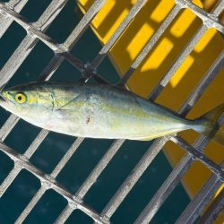 サゴシとツバス御一行