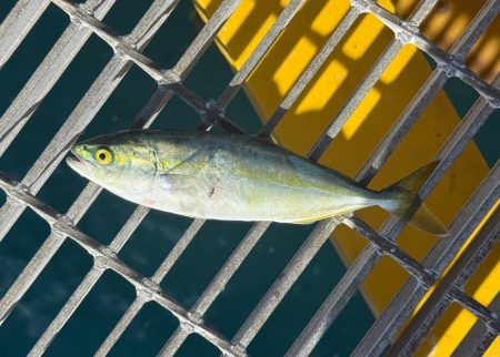 サゴシとツバス御一行