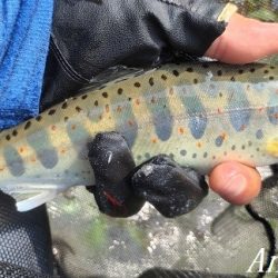 猛暑の中揖保川へ。