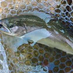 がら空きのフィッシングパーク高島の泉