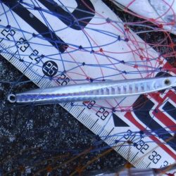 カツオが釣れました