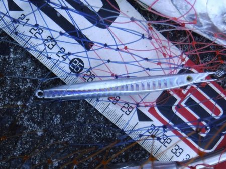 カツオが釣れました