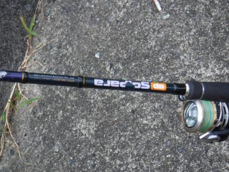 先週に続いてカツオが釣れました