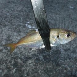 豆アジに癒されて