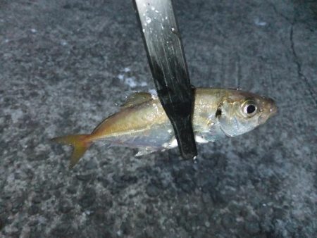 豆アジに癒されて