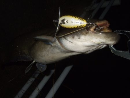 久々に奈良まで