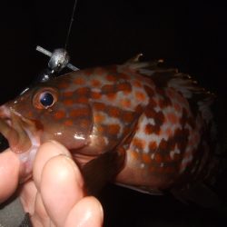 ぼちぼち厳しい