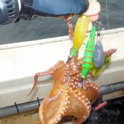 タコ第３戦〜盛和丸〜