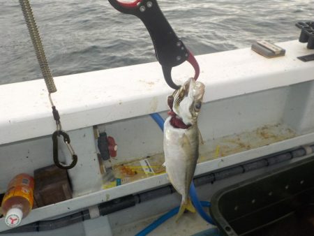 落とし込みリベンジマッチ　五目達成　きしゅう丸