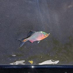 淀川のワンドでタナゴ釣り