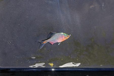 淀川のワンドでタナゴ釣り