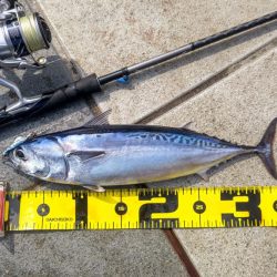 ソウダガツオ狙い