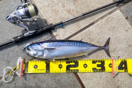 ソウダガツオ狙い