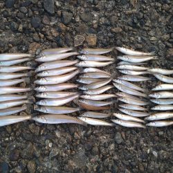 キスの50匹超え