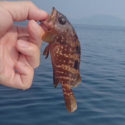 日本海春イカ終了、ロックフィッシュ開幕